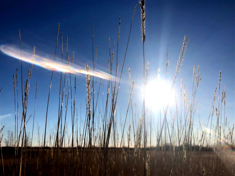Light in the Tall Grass