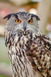 Owl Close Up photo