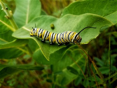 Monarch Caterpillar Lake Andes Wetland Management District South Dakota photo