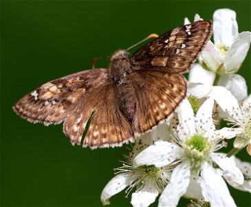 DUSKYWING, JUVENAL'S (Erynnis juvenalis) (05-05-2023) cades cove, great smoky mt nat park, blount co, tn -02