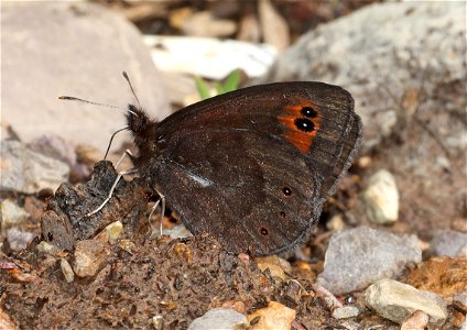 ALPINE, COMMON (Erebia epipsodea ) (07-08-2022) 5200 ft, east of lincoln, mt, w of rogers pass, helena nat forest -01