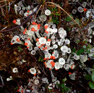 Red Pixie Cup lichen photo