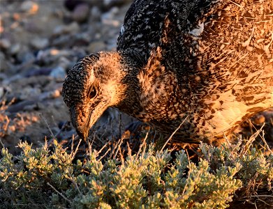 Greater sage-grouse at Seedskadee National Wildlife Refuge