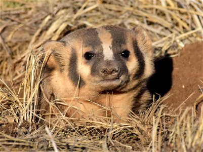 American badger at Arapaho National Wildlife Refuge