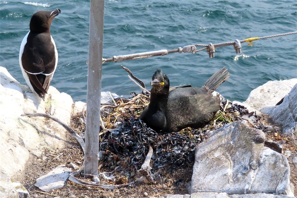 Razorbill and Shag photo