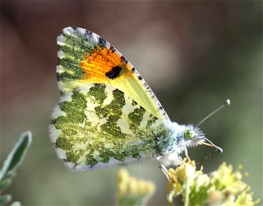 ORANGETIP, DESERT (Anthrocharis cethura) (03-11-2023) filmore cyn, dripping springs nat area, dona ana co, nm -03 (3)