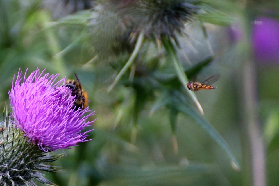 Thistles photo