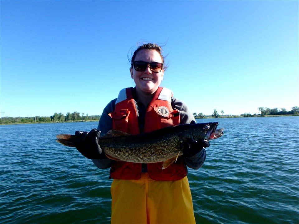 Walleye photo