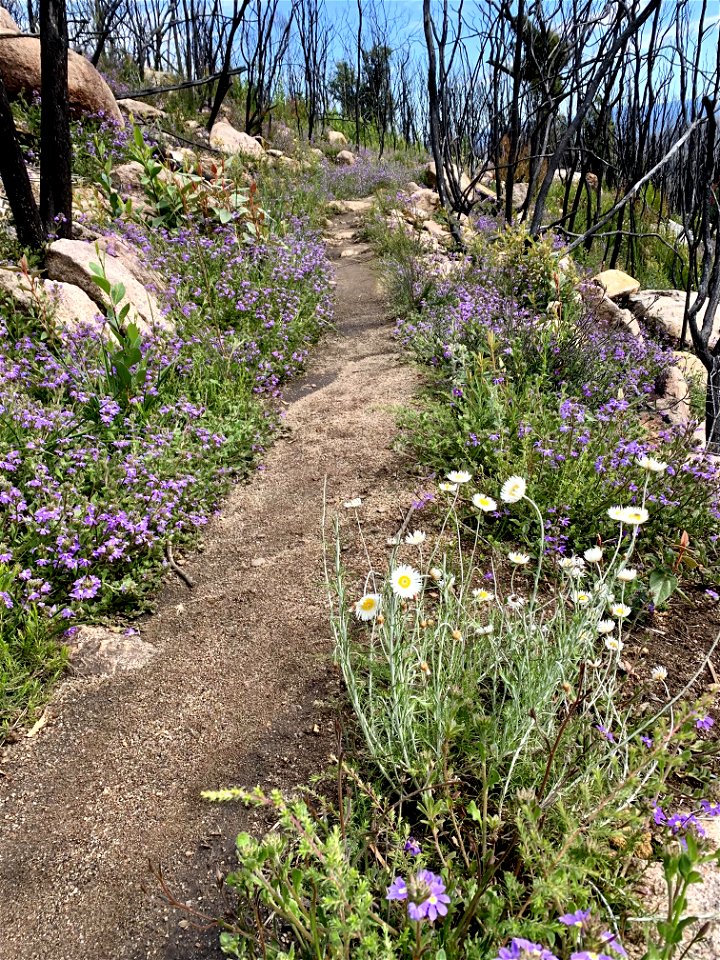 Wildflowers at Genoa Peak