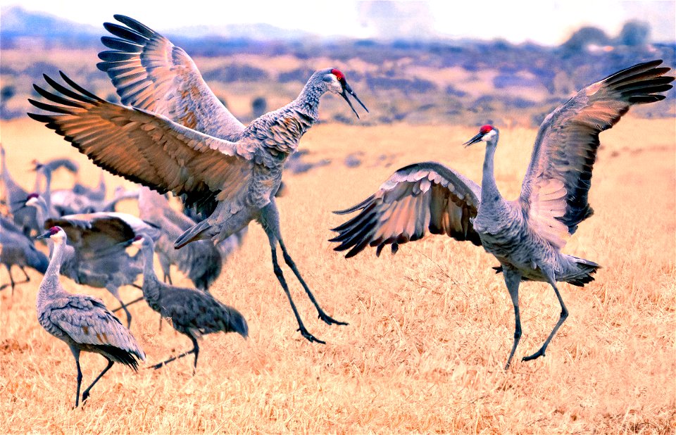 Sandhill Cranes Dancing