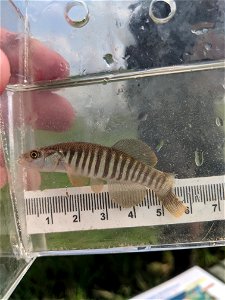 Plain's killifish photo