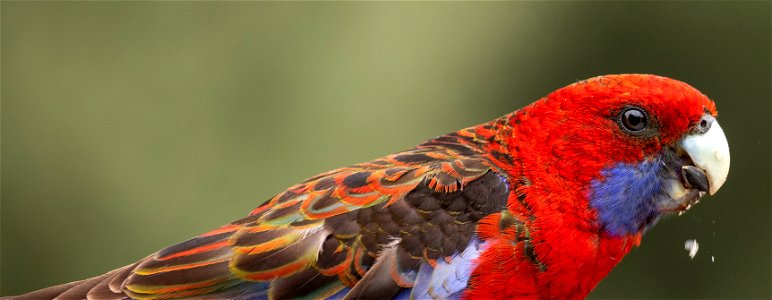 Crimson rosella