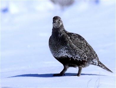 Greater sage-grouse on Seedskadee National Wildlife Refuge