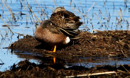 A Pair of Blue-winged Teal resting on the Huron Wetland Management District in South Dakota photo