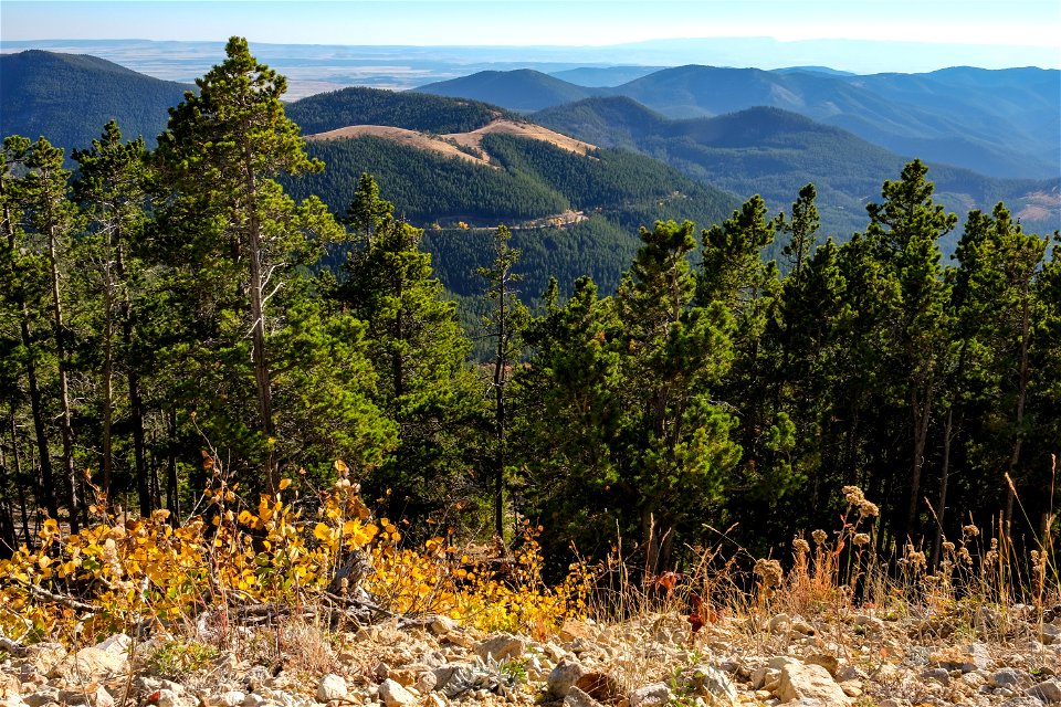 Mountains and trees from Judith Peak