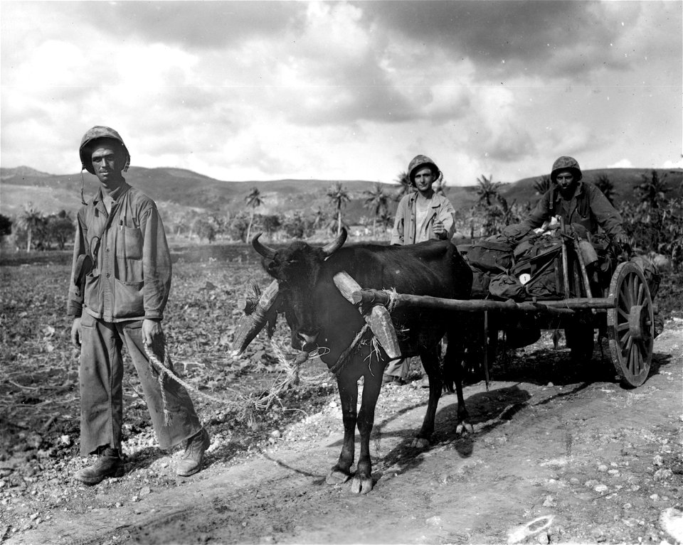 Use of 2-wheeled native ox-drawn carts to haul ammo and supplies.