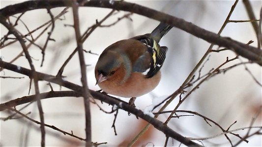 Der Buchfink sucht im Gestrüpp nach allem, was die Kohlmeisen fallen lassen