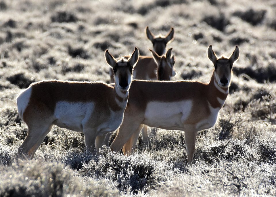 Pronghorn at Seedskadee National Wildlife Refuge