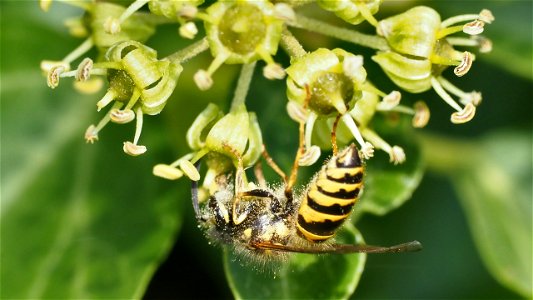 Vespula vulgaris (Gemeine Wespe) an einer Efeublüte
