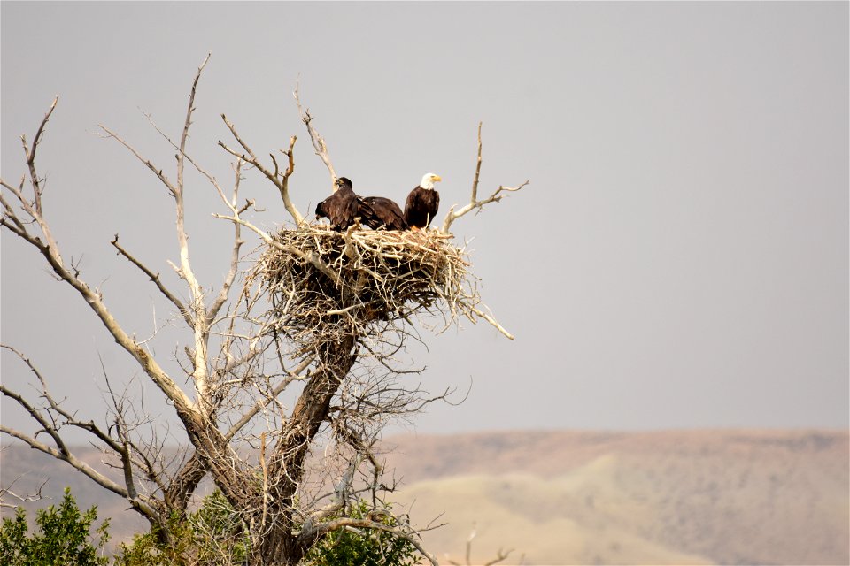 Bald eagle at Seedskadee National Wildlife Refuge