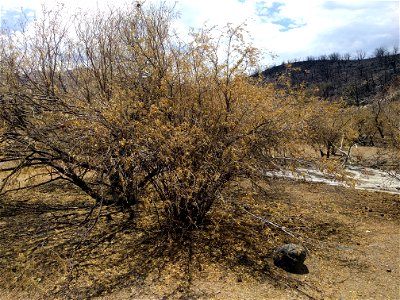 Pomegranate trees