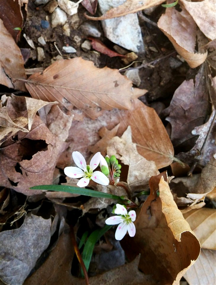 Blooming Spring Beauty