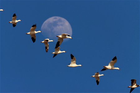 Light Goose Migration Huron Wetland Management District