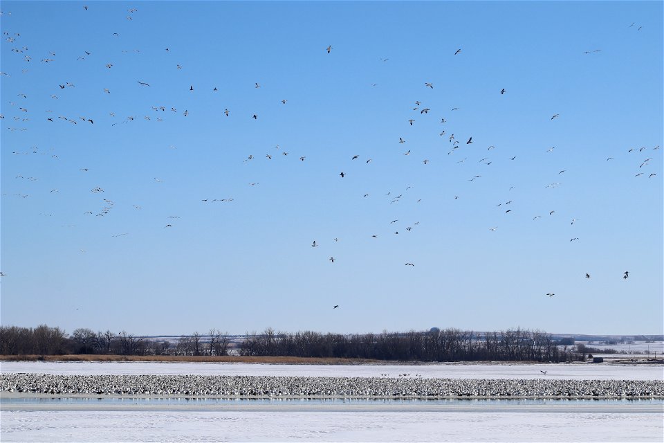 Snow Geese on & over Lake Andes; Lake Andes National Wildlife Refuge photo