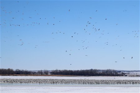 Snow Geese on & over Lake Andes; Lake Andes National Wildlife Refuge