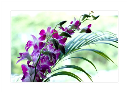 Orchids photo