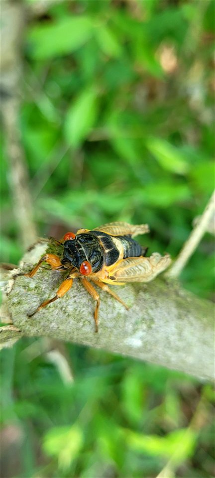 Brood X cicadas in Ohio