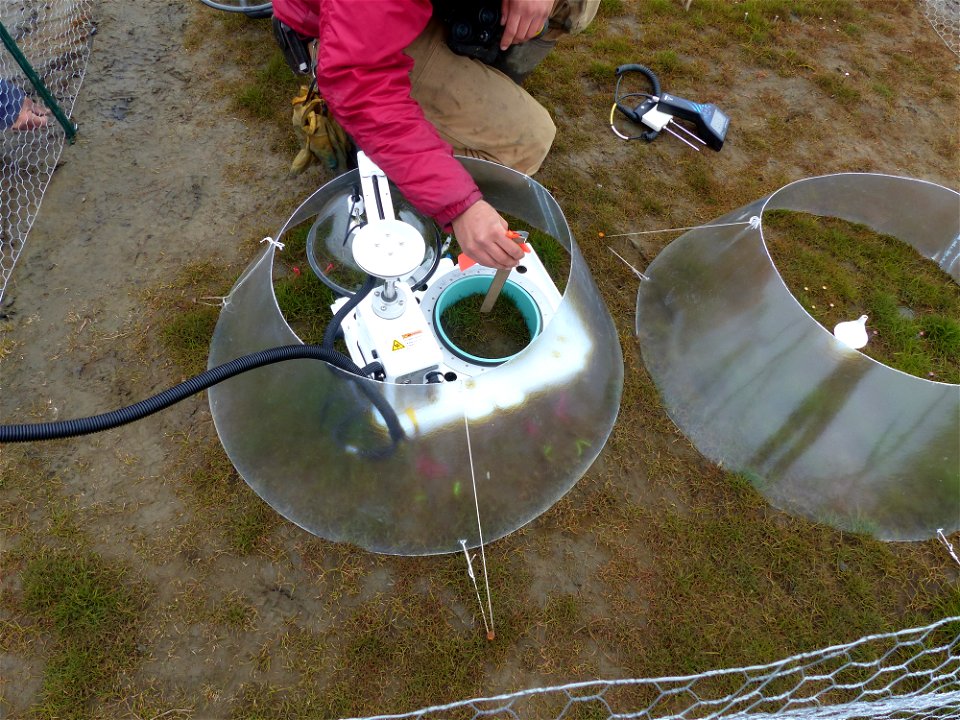 Measuring sedge growth in warming chamber