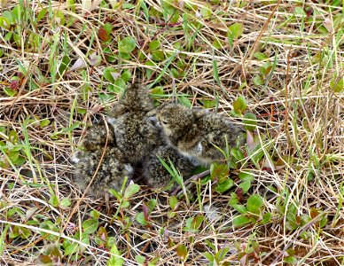 Black Turnstone chicks photo