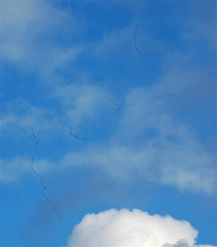Cackling geese fly over