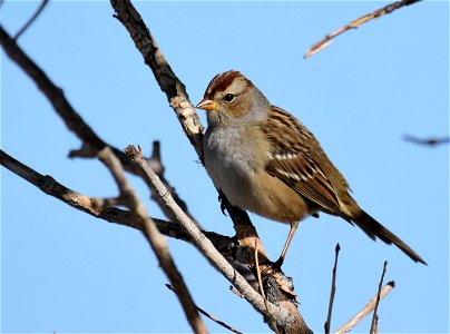 White-crowned sparrow at Seedsakdee National Wildlife Refuge photo