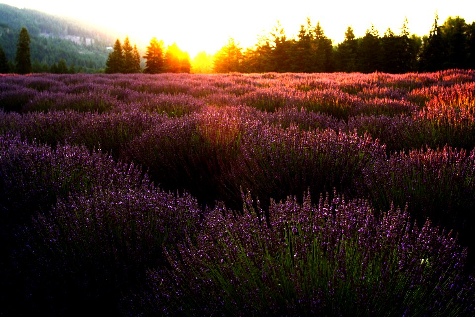 Sunrise on lavender, Lavender Valley Farms, Oregon
