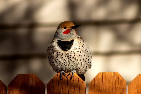 Northern flicker