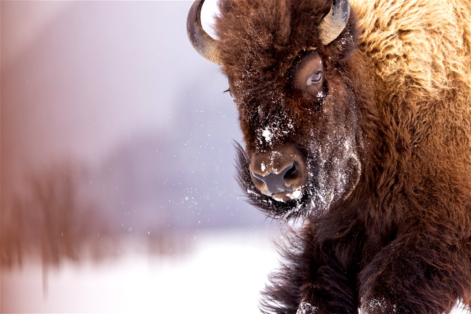 Wood bison in the snow