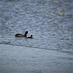American Coot and Chick on Lake Andes Wetland Management District South Dakota