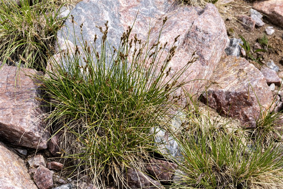 Carex phaeocephala