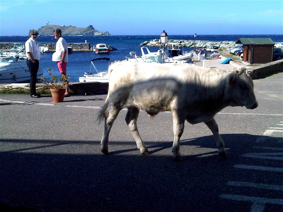 Taurillon sur le port de Barcaggio - Ersa