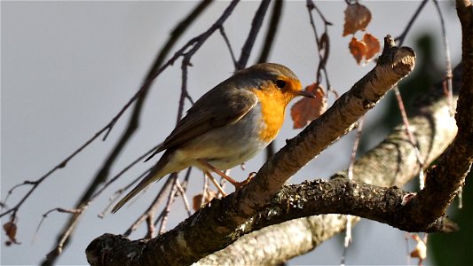 Das Rotkehlchen 'spechtet%22 auf einen Platz an der Futterschale