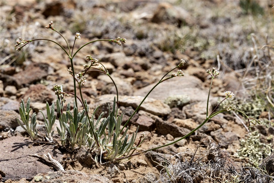 Eriogonum lonchophyllum