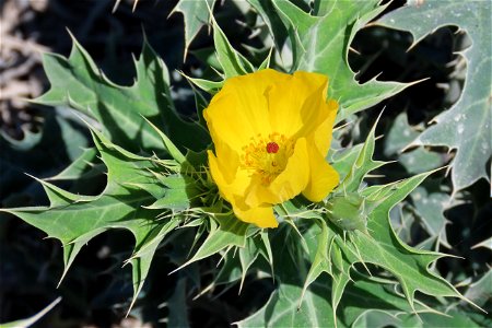 Yellow Prickley-poppy ( Argemone mexicana ) photo