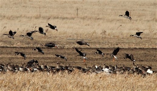 Spring Goose Migration at the Huron Wetland Management District South Dakota