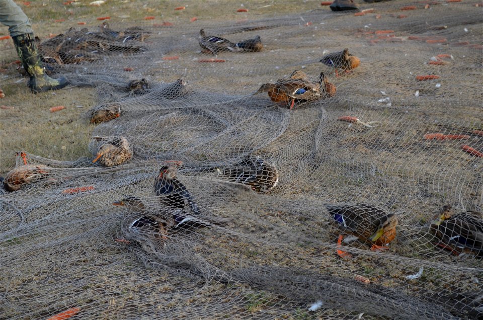 Net capture for banding