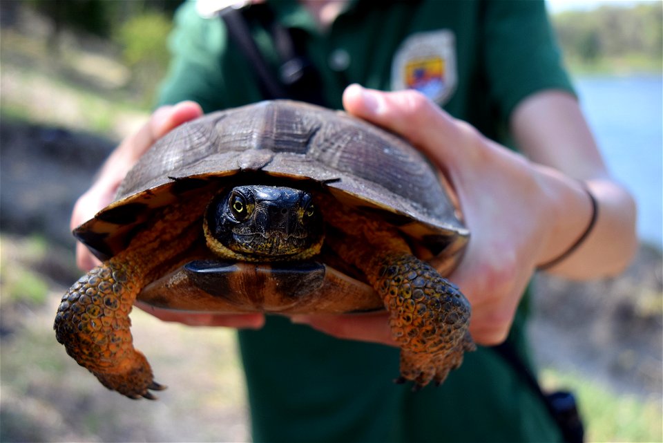 FWS Jess with Wood Turtle photo