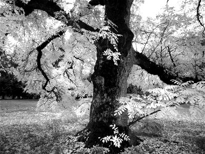FALL COLOR IN BLACK & WHITE (3)