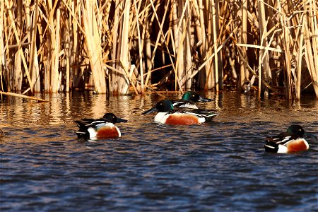 Northern Shovelers Huron Wetland Management District