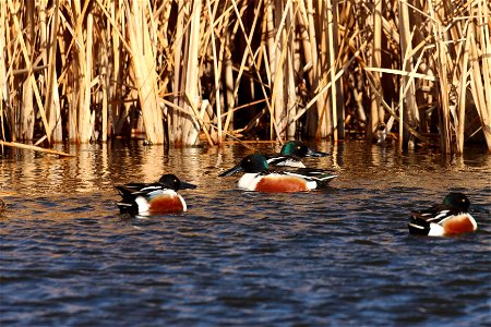 Northern Shovelers Huron Wetland Management District photo